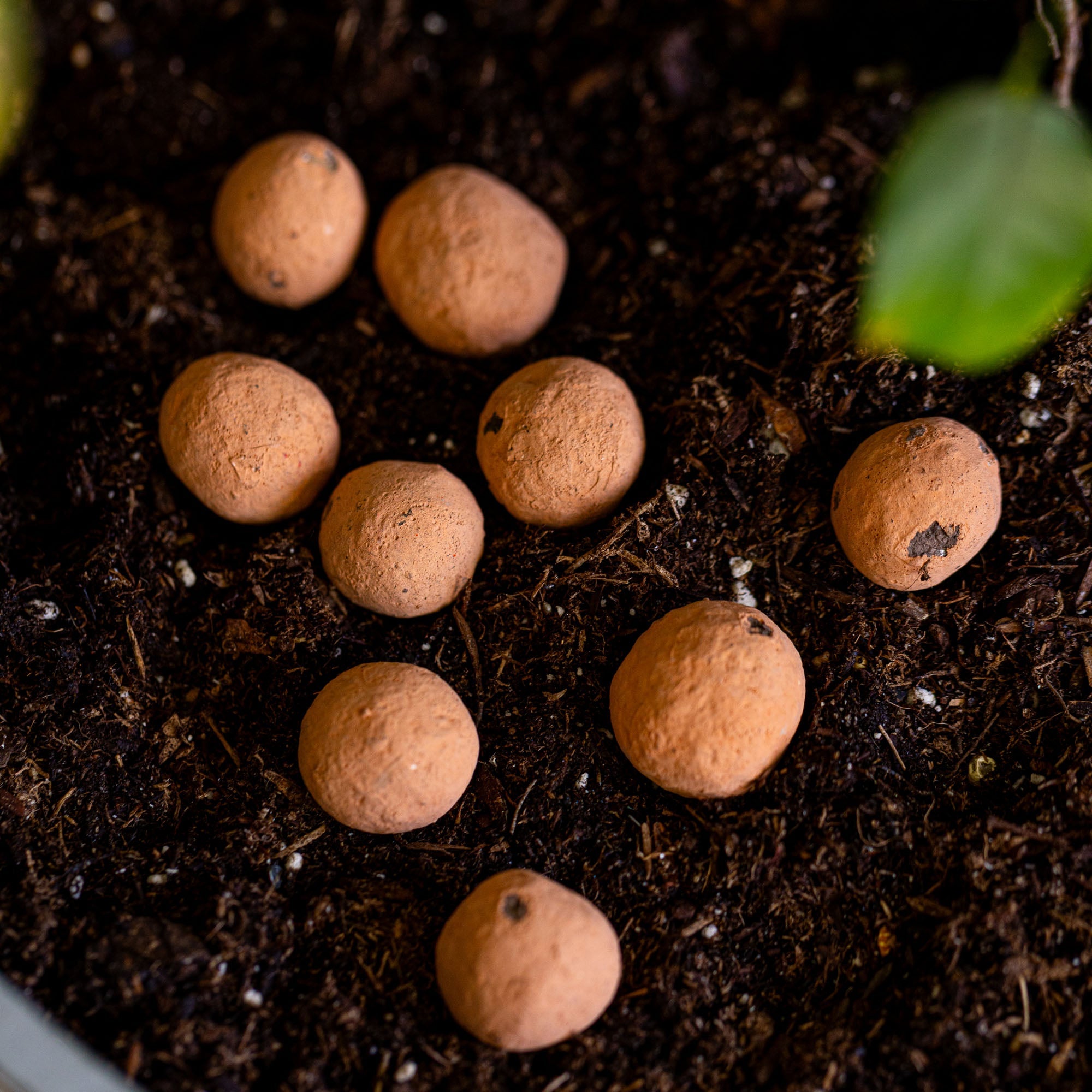 California Poppy Wildflower Garden Confetti Seed Balls